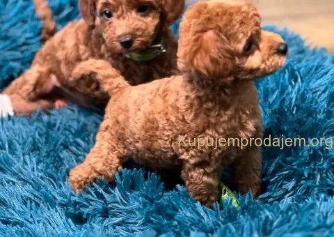 Toy Pudla štenci - 4/12