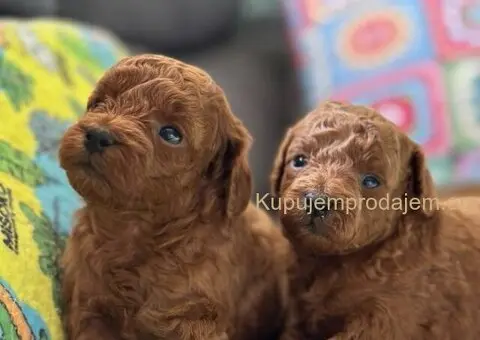 Toy Pudla štenci - 5/12