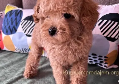 Toy Pudla štenci - 6/12