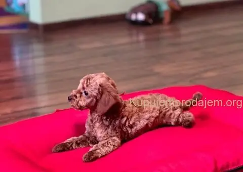 Toy Pudla štenci - 7/12