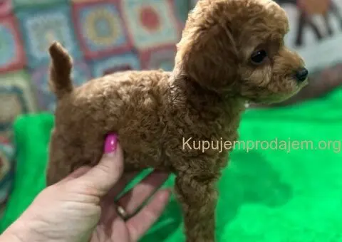 Toy Pudla štenci - 9/12