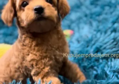 Toy Pudla štenci - 11/12