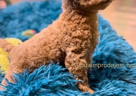 Toy Pudla štenci - 12/12