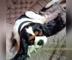 Kavalijer španijel kralja Čarlsa / parenje