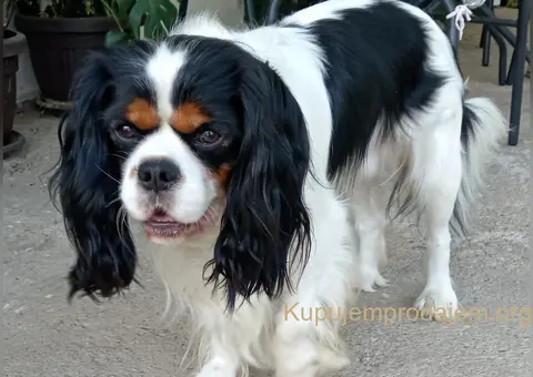 Kavalijer španijel kralja Čarlsa / parenje - 2/3