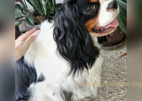 Kavalijer španijel kralja Čarlsa / parenje - 3/3