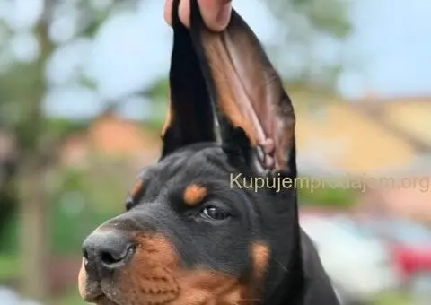 Doberman štenci - 1/3