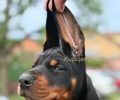 Doberman štenci