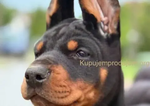 Doberman štenci - 2/3