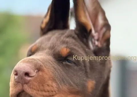 Doberman štenci - 3/3