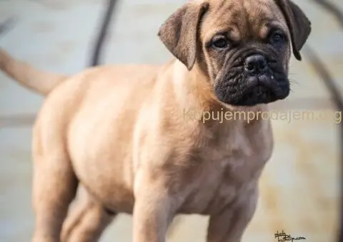 Bulmastif štenci – vrhunsko poreklo, šampionski rodovnik - 1/8