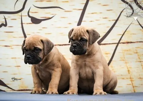 Bulmastif štenci – vrhunsko poreklo, šampionski rodovnik - 2/8