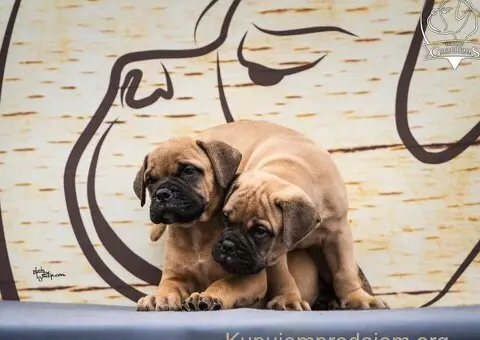 Bulmastif štenci – vrhunsko poreklo, šampionski rodovnik - 3/8