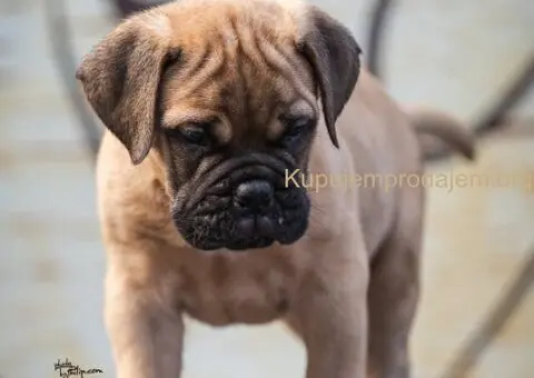 Bulmastif štenci – vrhunsko poreklo, šampionski rodovnik - 4/8