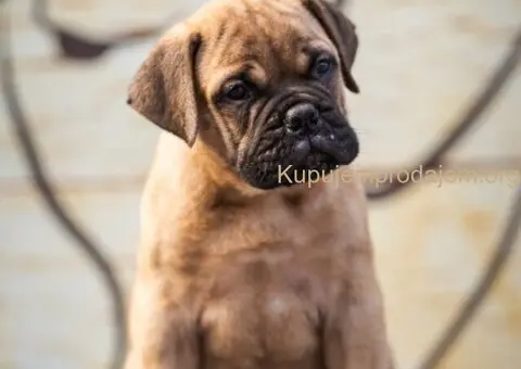 Bulmastif štenci – vrhunsko poreklo, šampionski rodovnik - 5/8