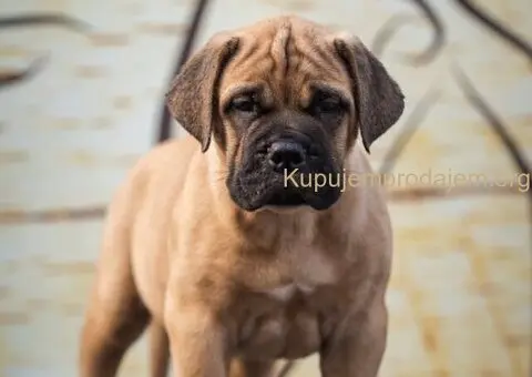 Bulmastif štenci – vrhunsko poreklo, šampionski rodovnik - 6/8