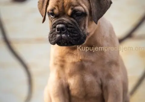 Bulmastif štenci – vrhunsko poreklo, šampionski rodovnik - 7/8