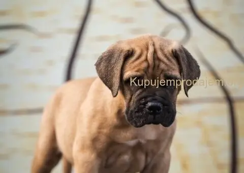 Bulmastif štenci – vrhunsko poreklo, šampionski rodovnik - 8/8