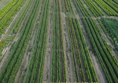 Prestiž Plant Nursery - 1/3