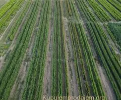 Prestiž Plant Nursery