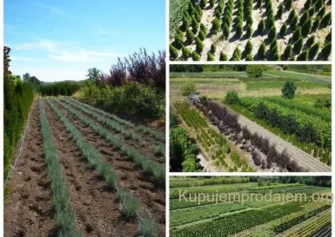 Prestiž Plant Nursery - 2/3