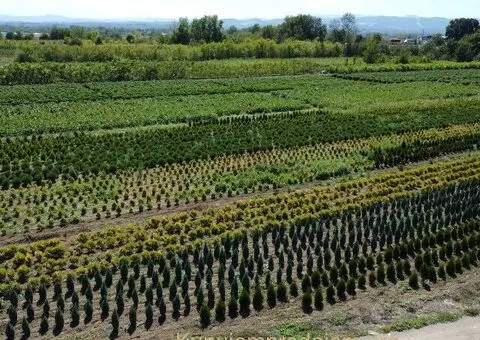 Prestiž Plant Nursery - 3/3