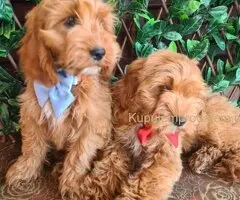 Labradoodle prelepi štenci