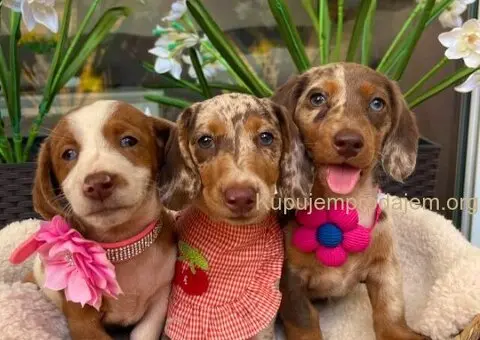 Mini Jazavičari egzotične boje - 1/10