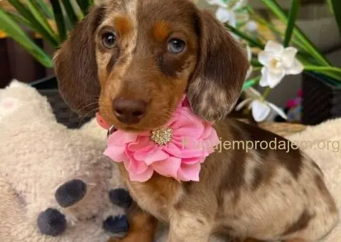 Mini Jazavičari egzotične boje - 2/10