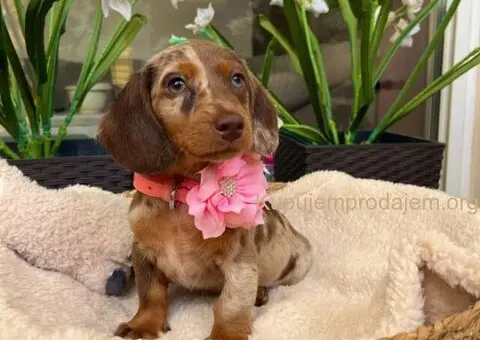 Mini Jazavičari egzotične boje - 3/10