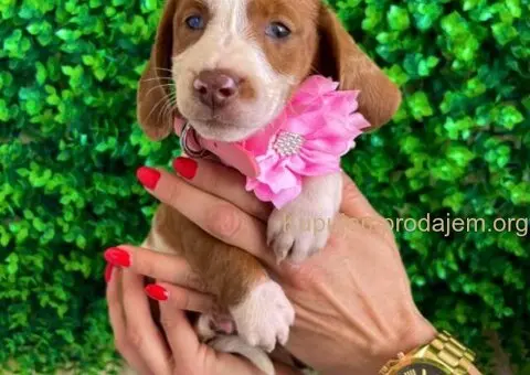 Mini Jazavičari egzotične boje - 4/10