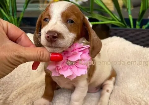 Mini Jazavičari egzotične boje - 5/10