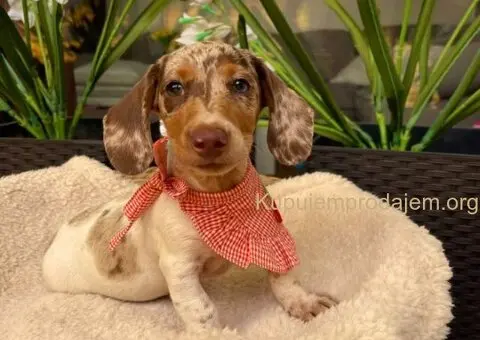 Mini Jazavičari egzotične boje - 6/10