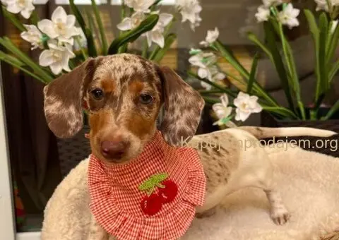 Mini Jazavičari egzotične boje - 7/10