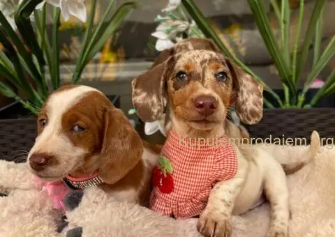 Mini Jazavičari egzotične boje - 8/10