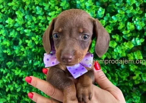 Mini Jazavičari egzotične boje - 9/10