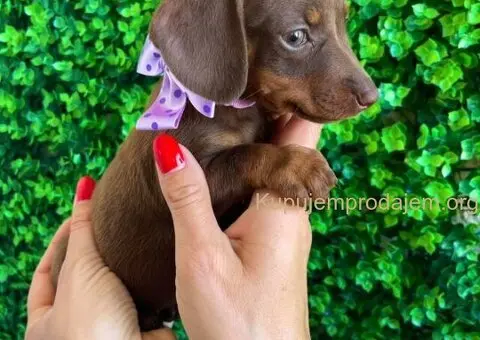 Mini Jazavičari egzotične boje - 10/10