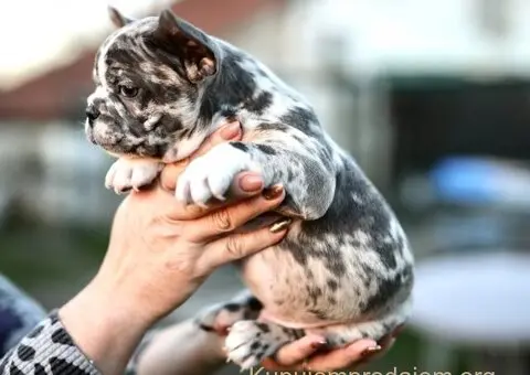 Plavi i merle egzoticni francuski buldozi - 4/5