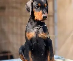 Prodaju se prelepi štenci dobermana, rodjeni 02.07.2025.