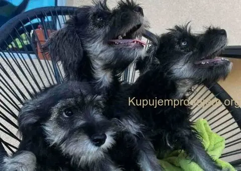 Na prodaju stenci patuljastog snaucera, crno-srebrni - 2/9