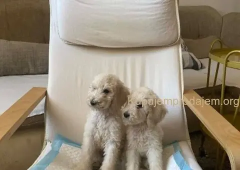 Standard pudle (kraljevske pudle) - 1/7