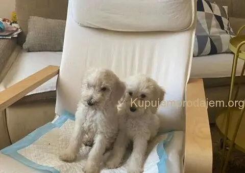 Standard pudle (kraljevske pudle) - 2/7