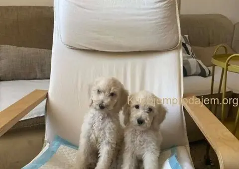 Standard pudle (kraljevske pudle) - 3/7