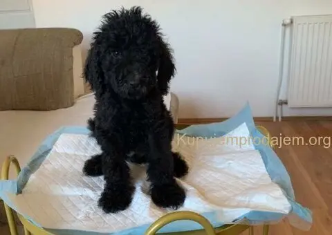 Standard pudle (kraljevske pudle) - 4/7