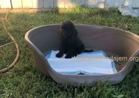 Standard pudle (kraljevske pudle) - 5/7