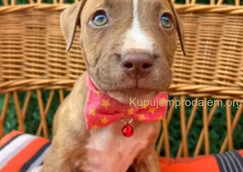 Pit Bul Terijer štenci - 1/11