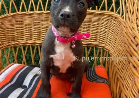 Pit Bul Terijer štenci - 2/11