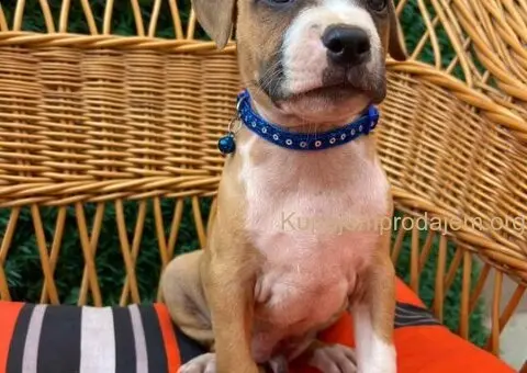 Pit Bul Terijer štenci - 3/11