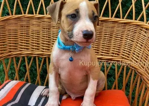 Pit Bul Terijer štenci - 5/11