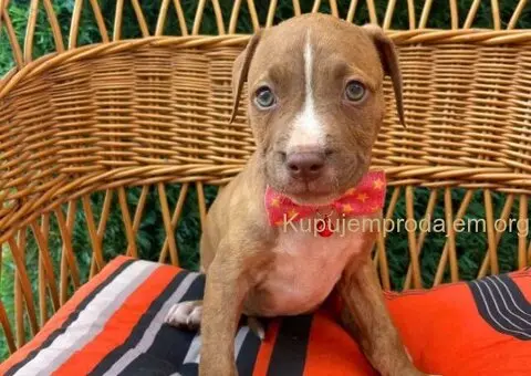 Pit Bul Terijer štenci - 6/11